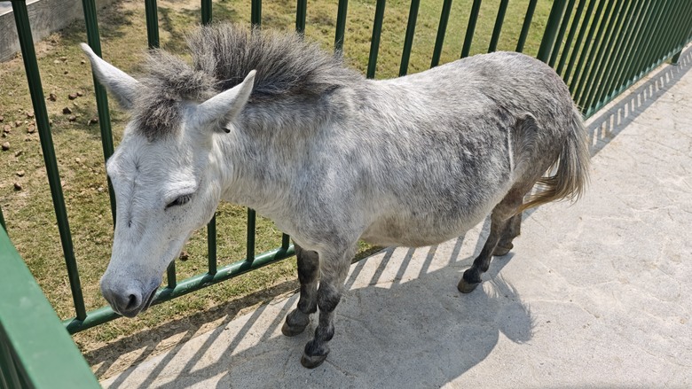 （號稱）亞洲最大鳥類動物園 - 九九峰動物樂園一日遊記 -