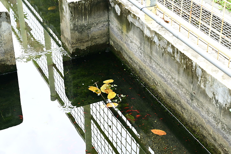 在自家拍鳥真有意思