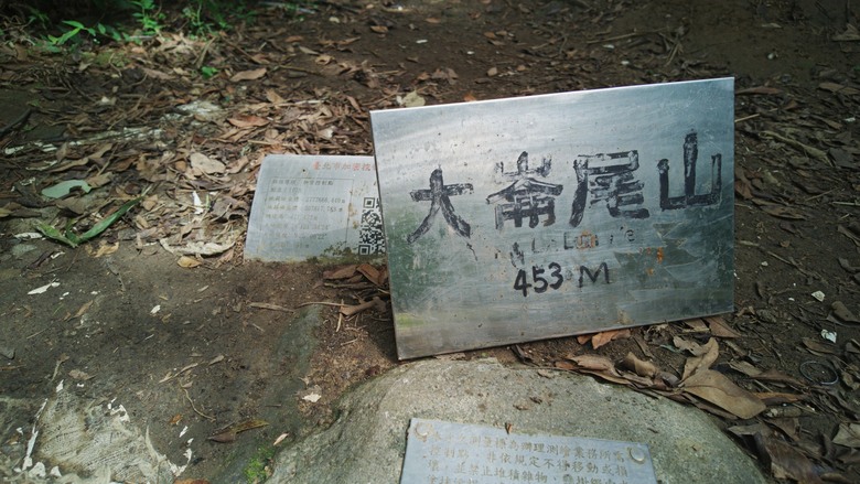 2026 桐花最新花況｜大崙頭尾山「四月雪」：木棧道上的白色驚喜