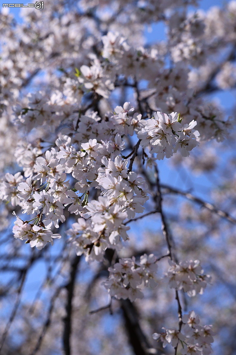 Canon EOS R6 Mark III 蓋大樓