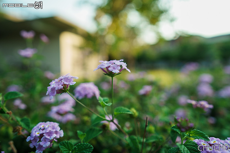 Sony A7C2 與 ZEISS Batis 2/25 的全家出遊記