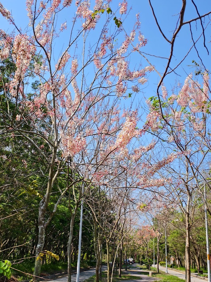 田中太保|大林→嘉油→保鹿 Bike way|騎小布縱貫線漫遊四縣市