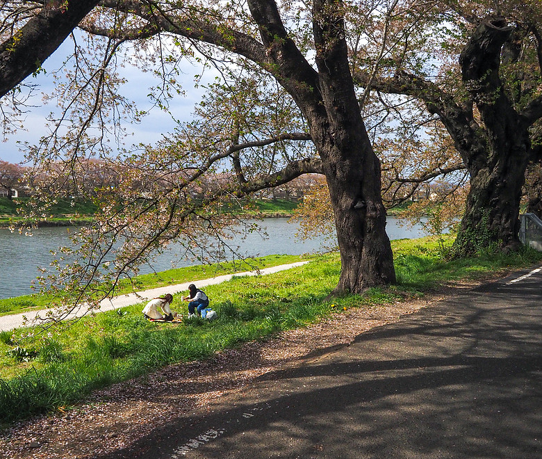 2026_4 仙台，盛岡，青森 櫻花賞。