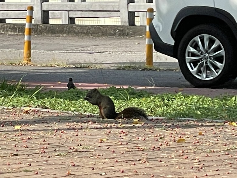 有人知道這是什麼動物嗎？