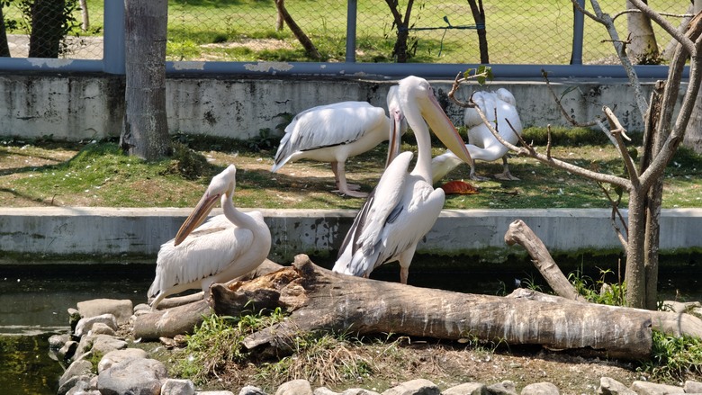 （號稱）亞洲最大鳥類動物園 - 九九峰動物樂園一日遊記 -