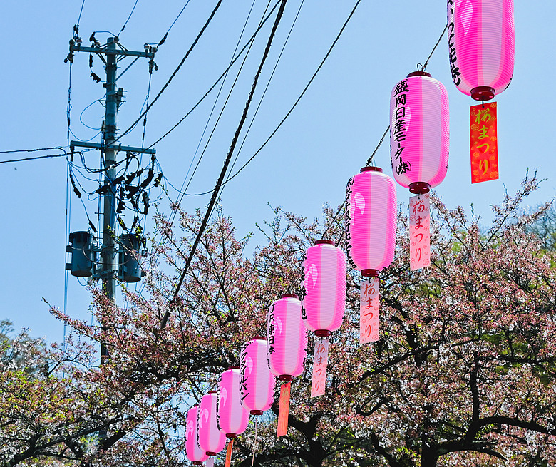 2026_4 仙台，盛岡，青森 櫻花賞。