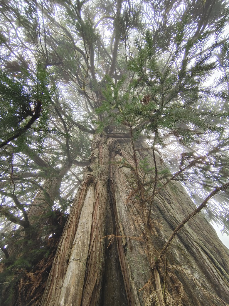 台灣異域穿越（二）－－武界曲冰與松林-高峰巷-霧社