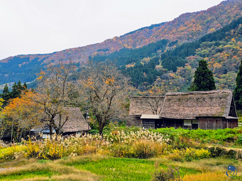 寧靜祥和的相倉合掌村一隅
