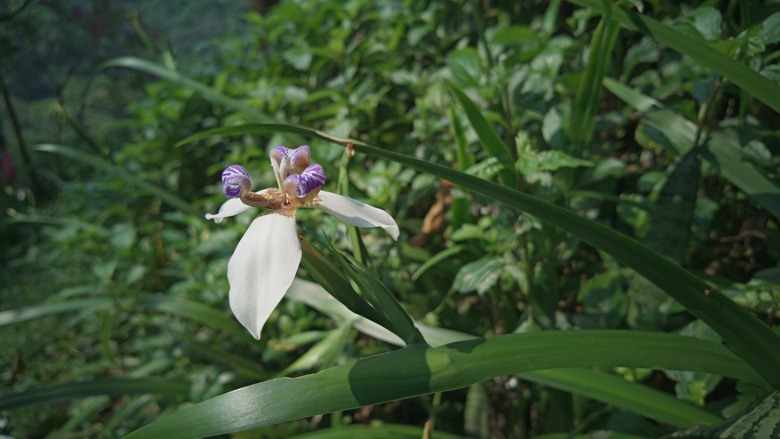 不一樣的 O 型。土城賞桐的另一種走法：永寧站 ➔ 雷公岩 ➔ 天上山環狀