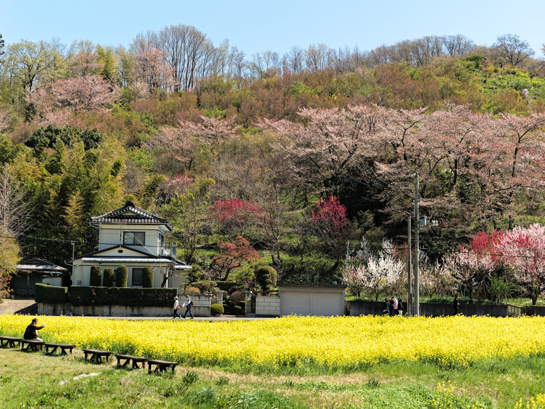 日本東北賞櫻六日遊(omsystem OM3+OM1II)