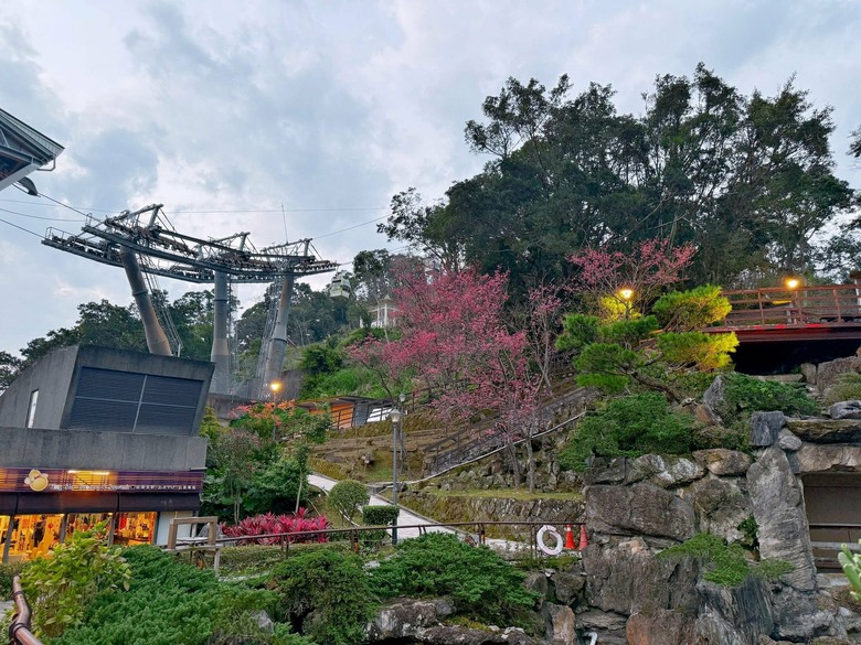 貓空之旅|在指南宮遇見櫻花與夜景的療癒時光