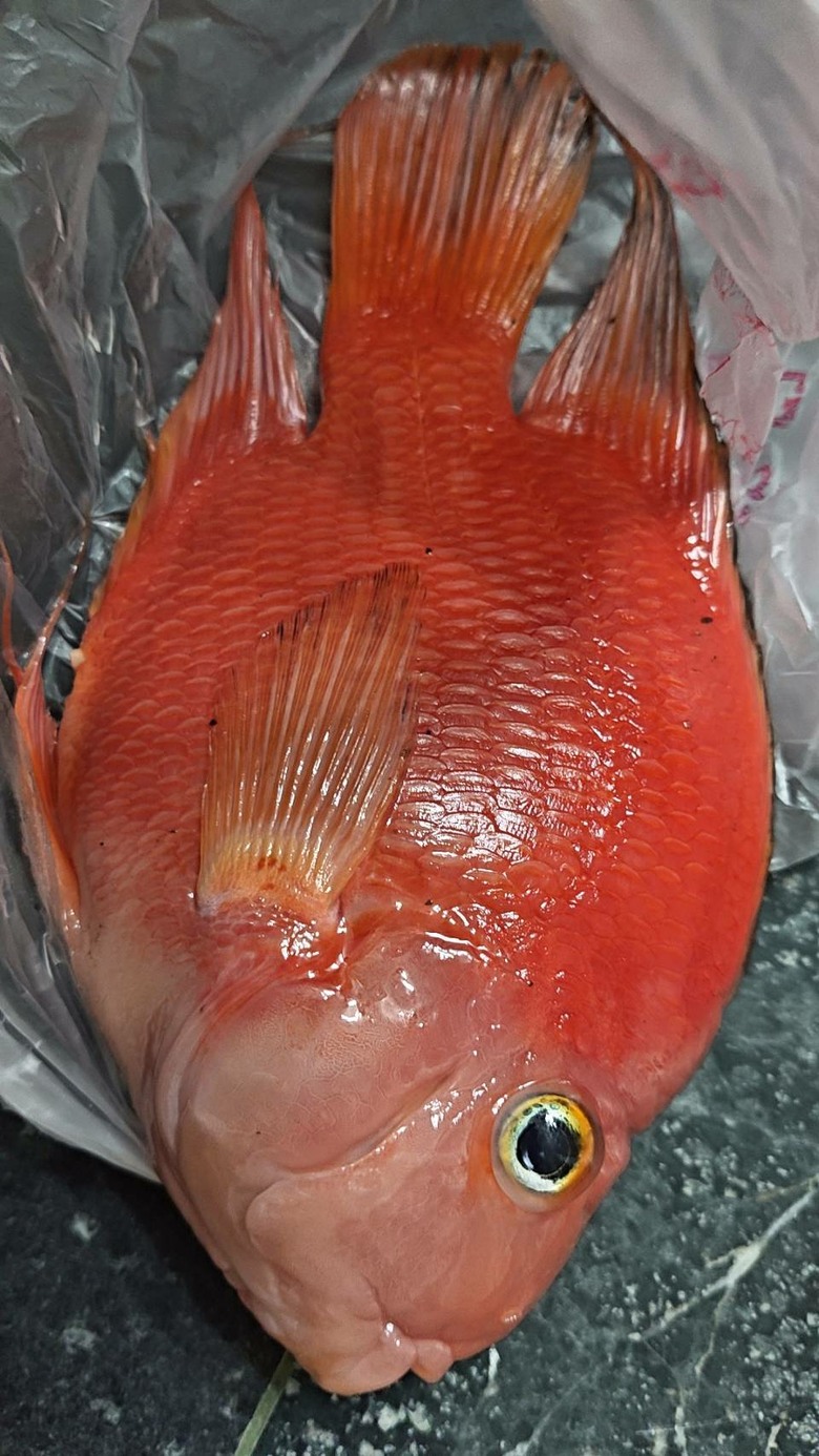 血鸚鵡一直死