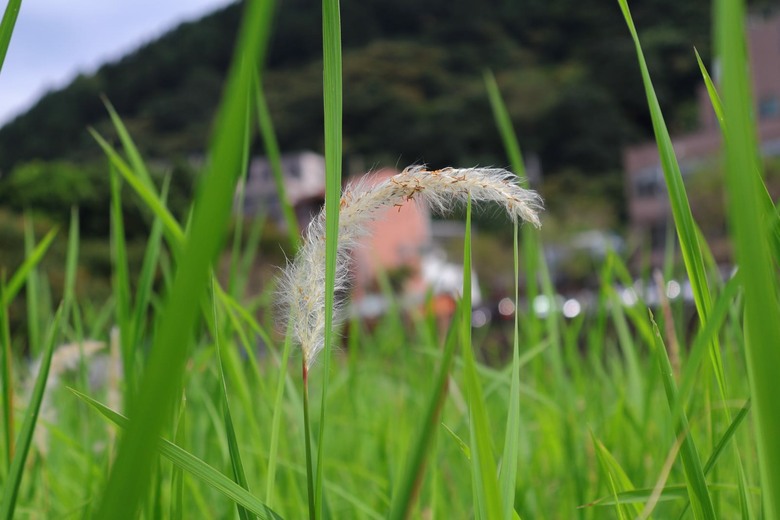 點我看大圖 【遊記】在台灣逛過了許多「老街」,所以這次要出國逛「老街」,南庄老街、十三間老街 - 大漠國渡