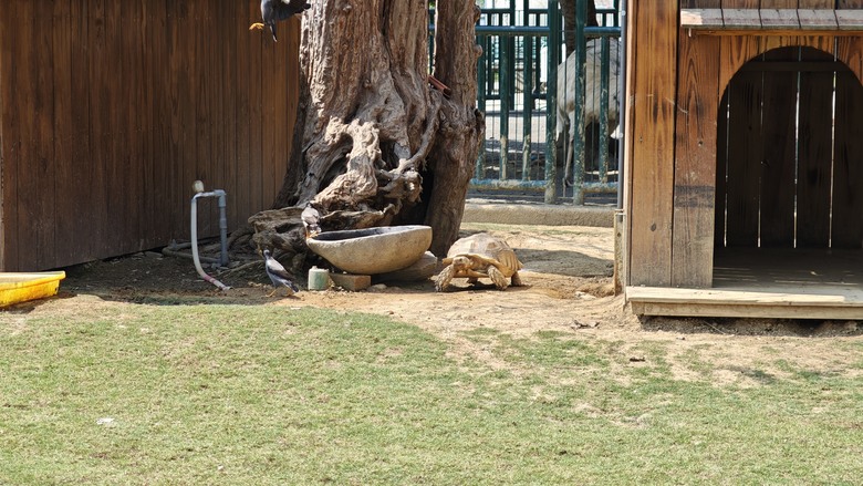 （號稱）亞洲最大鳥類動物園 - 九九峰動物樂園一日遊記 -