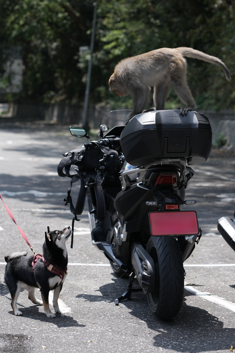 帶著狗狗騎行中橫,翻越武嶺奔向太魯閣:一段只屬於我們的旅程