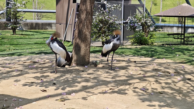 （號稱）亞洲最大鳥類動物園 - 九九峰動物樂園一日遊記 -