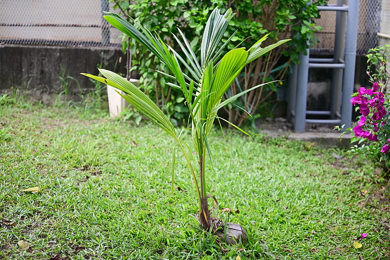 在自家拍鳥真有意思