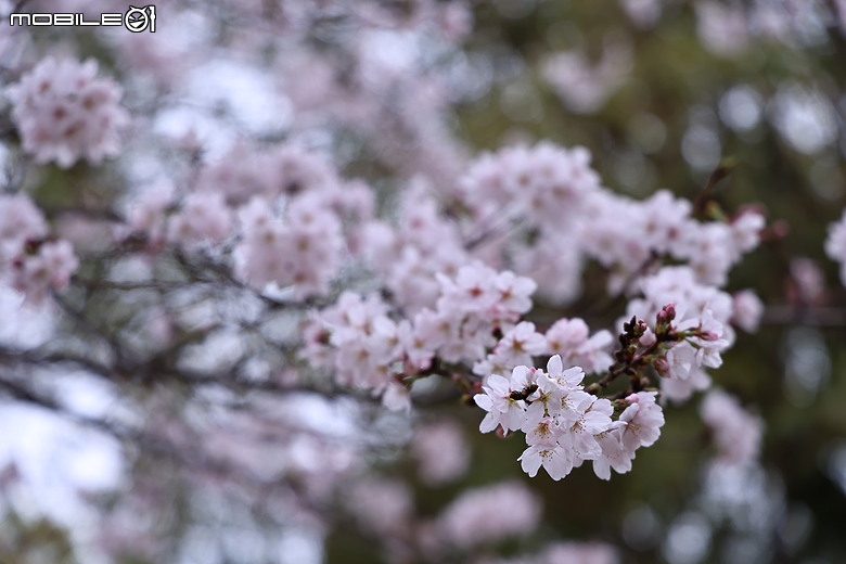 大阪廣島七日遊 R63領銜演出