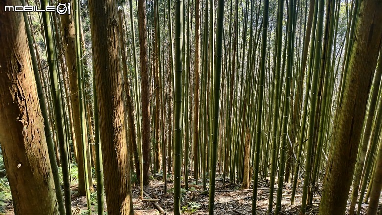 新竹冷門登山路線 | 滿滿竹林 |鬼澤山