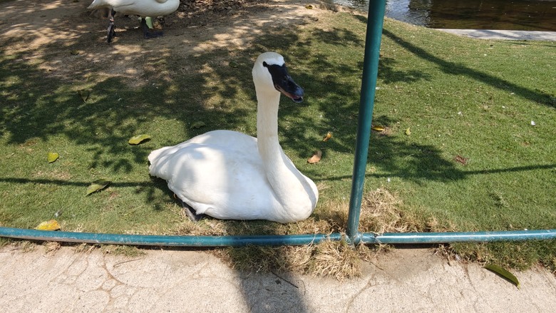 （號稱）亞洲最大鳥類動物園 - 九九峰動物樂園一日遊記 -