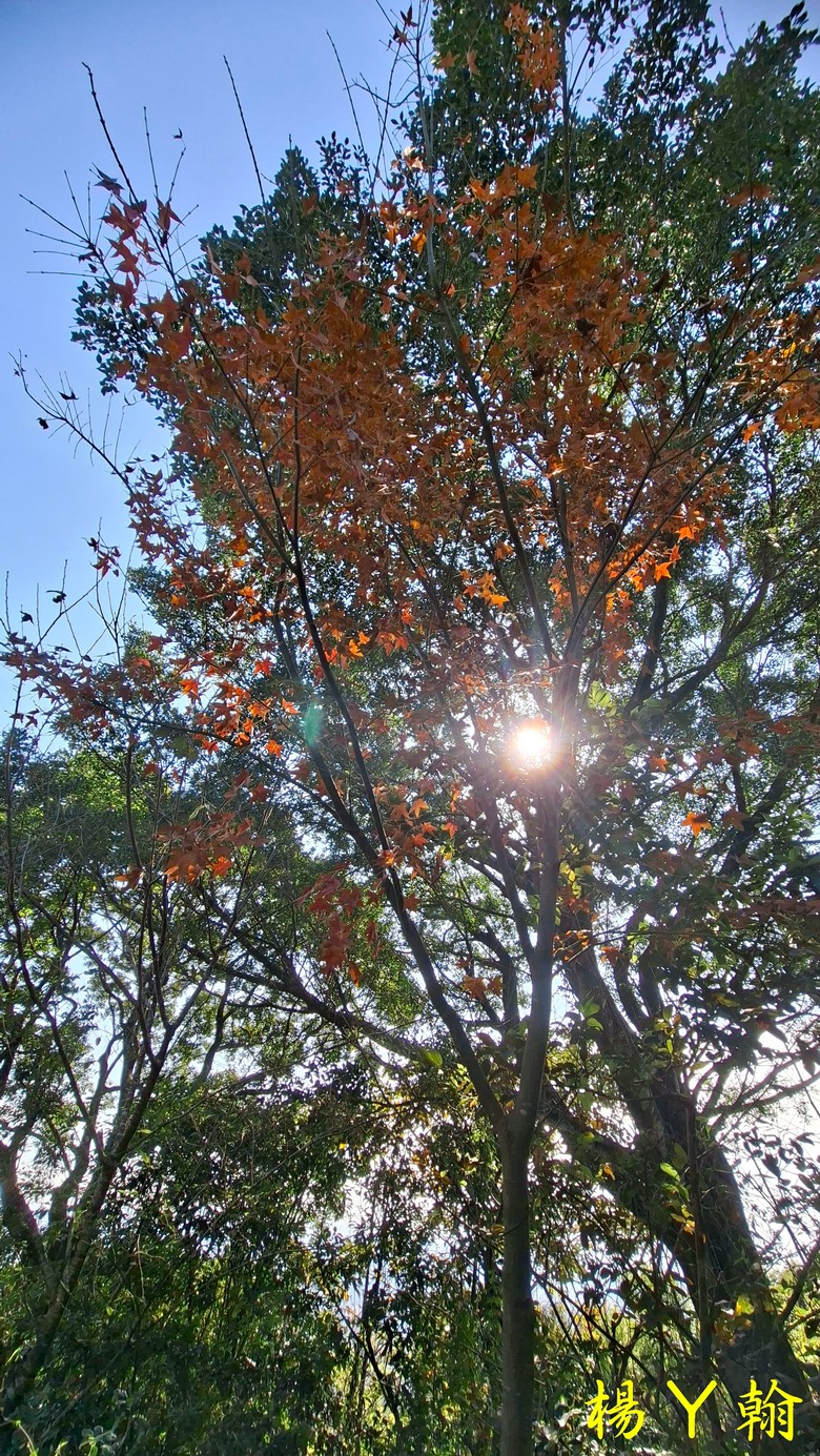 【郊山走走】輕鬆健行內湖7連峰、再賞大湖公園落羽松