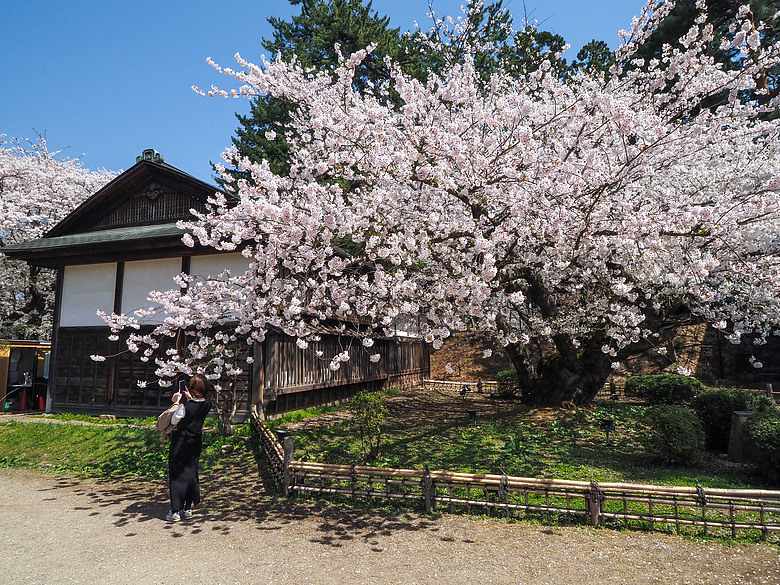 2026_4 仙台，盛岡，青森 櫻花賞。