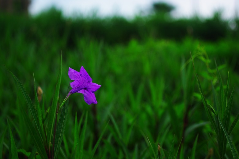 DFA 50mm f2.8 拍的一些照片