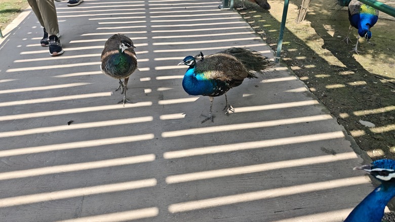 （號稱）亞洲最大鳥類動物園 - 九九峰動物樂園一日遊記 -