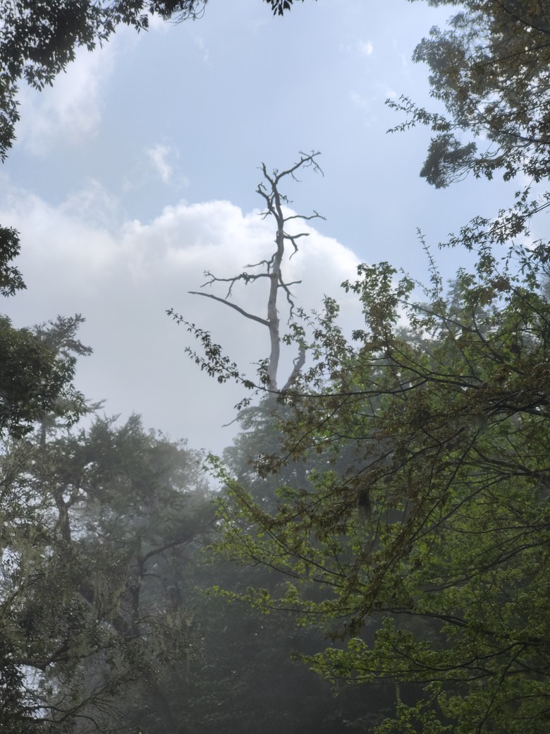 台灣異域穿越（二）－－武界曲冰與松林-高峰巷-霧社
