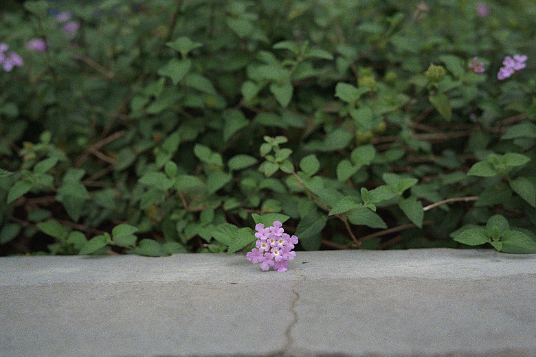 PANASONIC S9 | 深光 sg-image 35mm f2.2 | L mount 鏡頭 | 簡易開箱 | LUT隨拍圖多 | 暨S9手柄分享