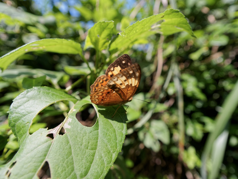 帶上EP7+松徠9mm散步去