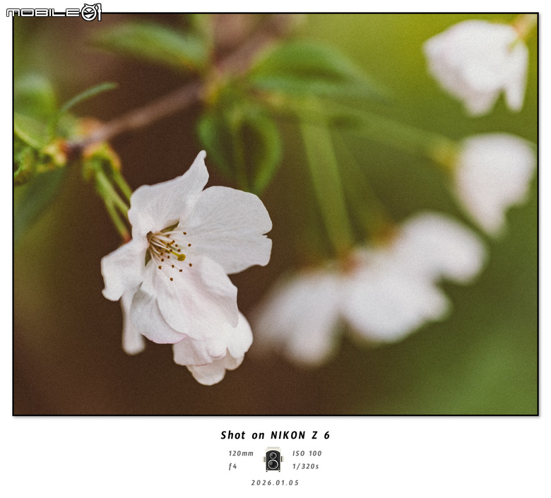 Z6 + 24-120mm F4随拍