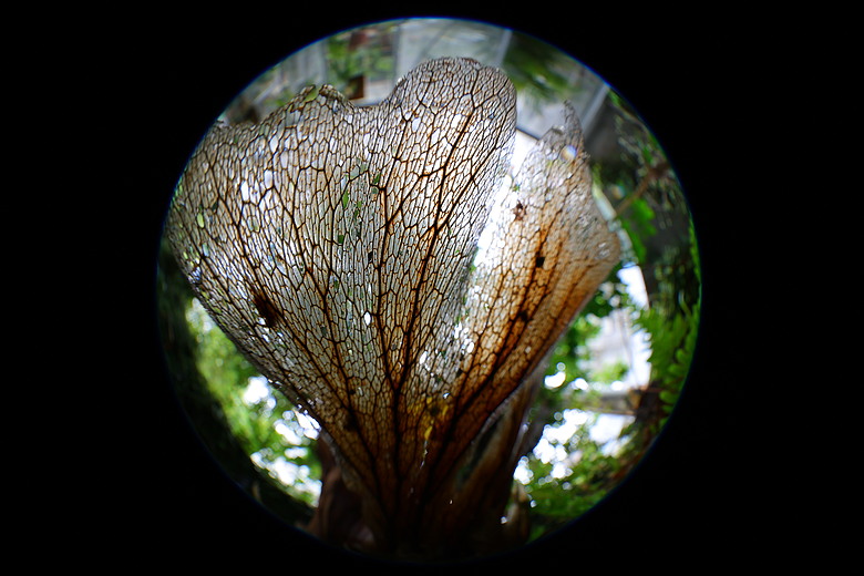 Canon RF 7-14mm F2.8-3.5L Fisheye STM 評測報告｜當圓周遇上對角線、探索 190° 的極限視覺張力！