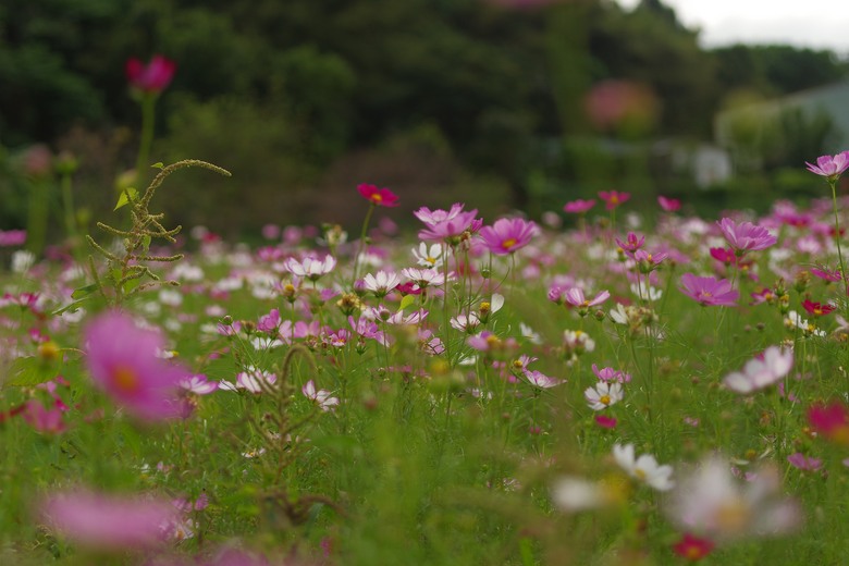 DFA 50mm f2.8 拍的一些照片