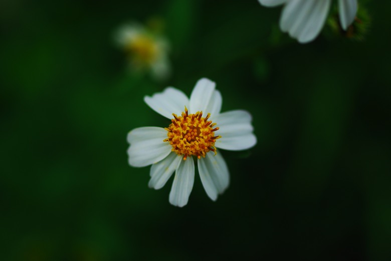DFA 50mm f2.8 拍的一些照片
