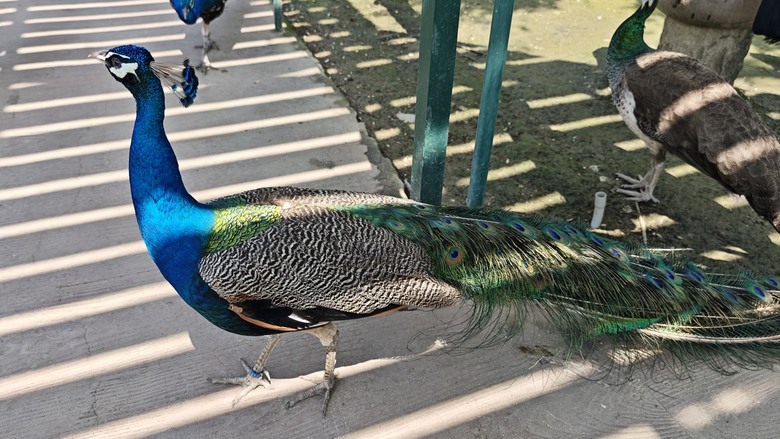 （號稱）亞洲最大鳥類動物園 - 九九峰動物樂園一日遊記 -