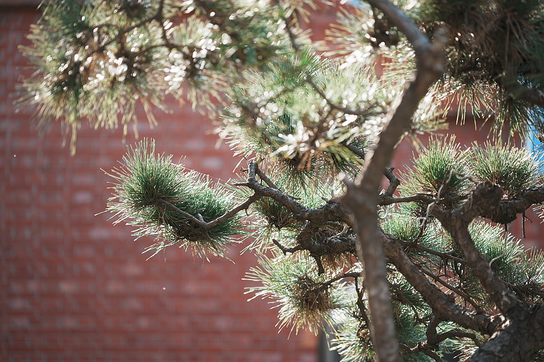 點我看大圖 Tamron 35-100mm F2.8 DiIII VXD(A078)評測報告|極致輕量化之作、「人像/旅遊」通吃的全能之選!
