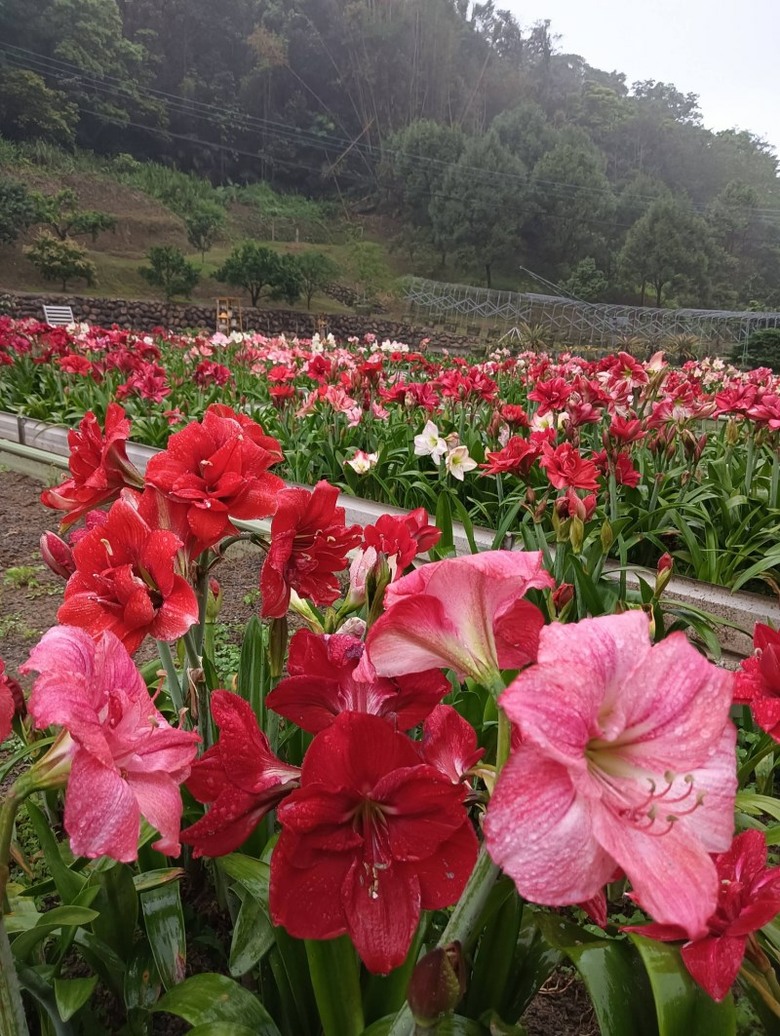 新竹賞花秘境曝光！關西萬株孤挺花海免費入園賞 必收藏！