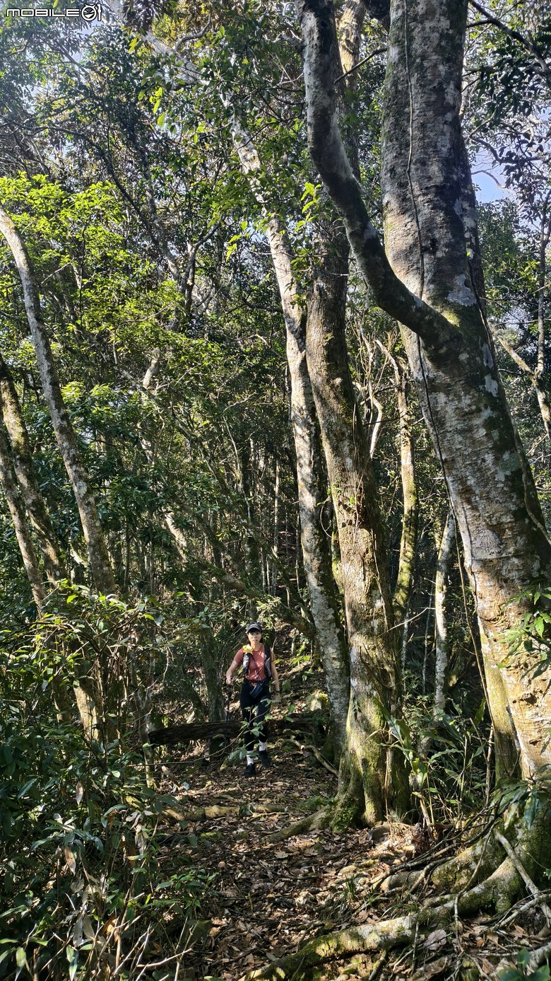 新竹冷門登山路線 | 滿滿竹林 |鬼澤山
