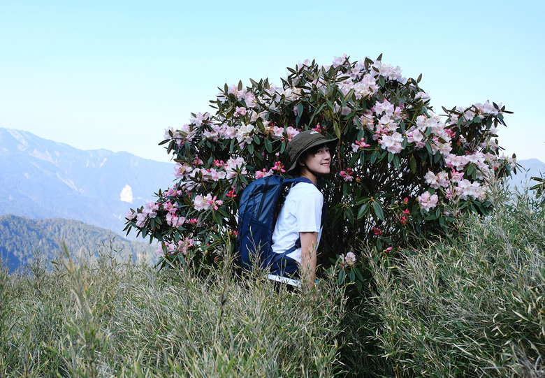 【合歡山東峰】絕美的登山步道與高山杜鵑花