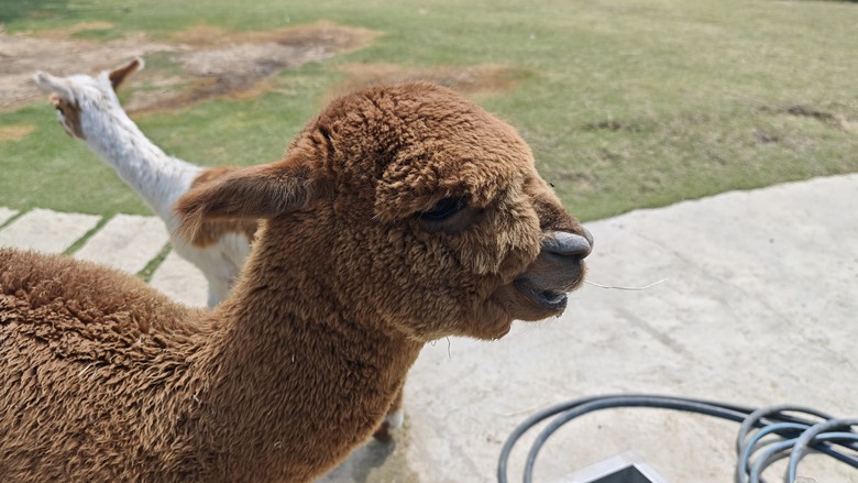 （號稱）亞洲最大鳥類動物園 - 九九峰動物樂園一日遊記 -