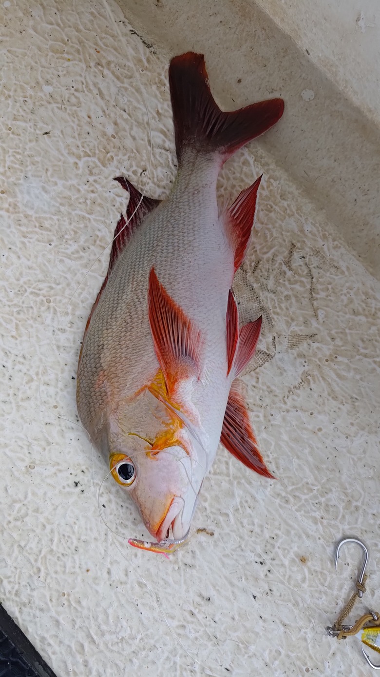 帛琉釣遊