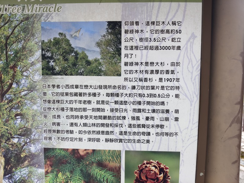 台灣異域穿越（二）－－武界曲冰與松林-高峰巷-霧社