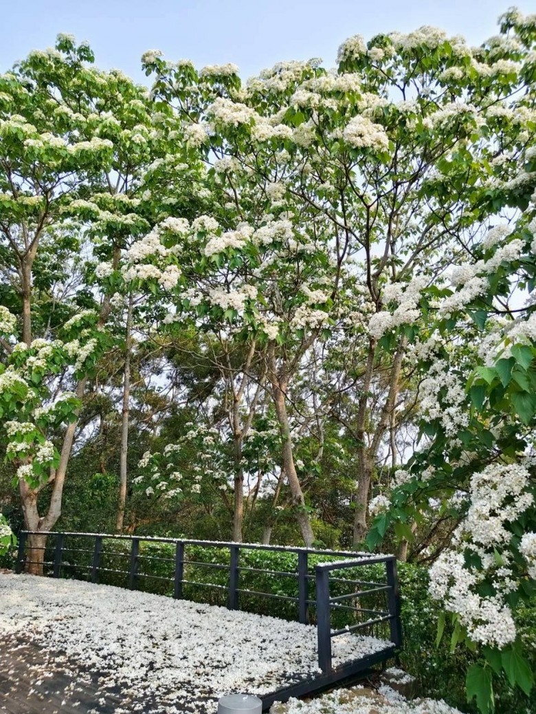 苗栗桐花季來了！銅鑼雪桐步道 白色花海美到失焦！