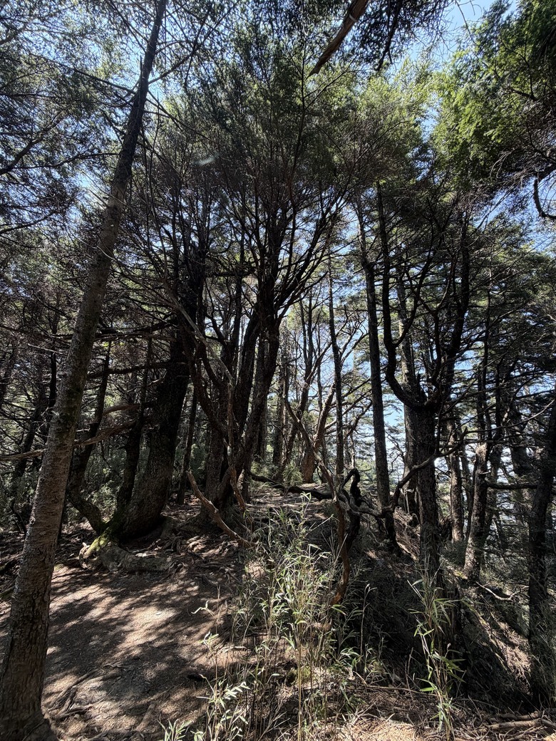 「瑜伽越野跑」合歡群峰 strollin'