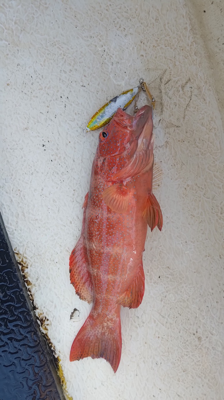 帛琉釣遊