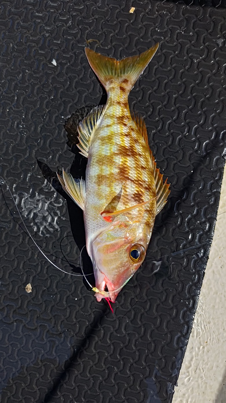 帛琉釣遊