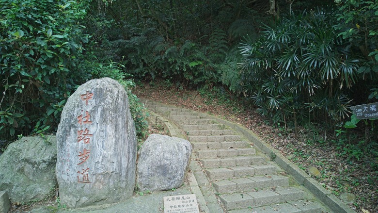 2026 桐花最新花況｜大崙頭尾山「四月雪」：木棧道上的白色驚喜