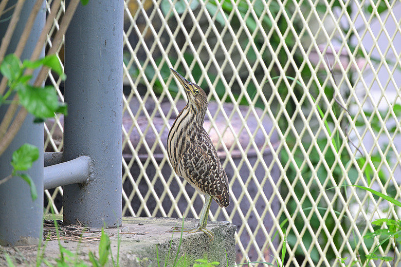 在自家拍鳥真有意思