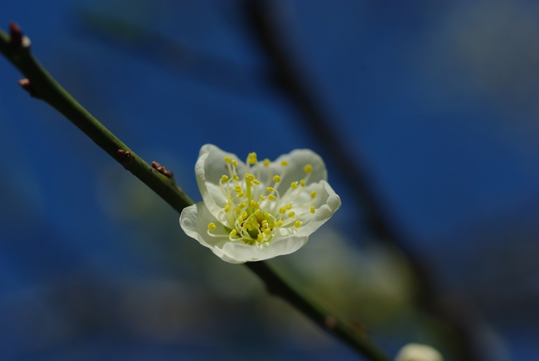DFA 50mm f2.8 拍的一些照片